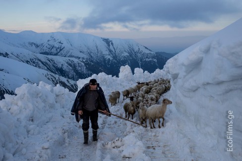 Time of The Shepherds