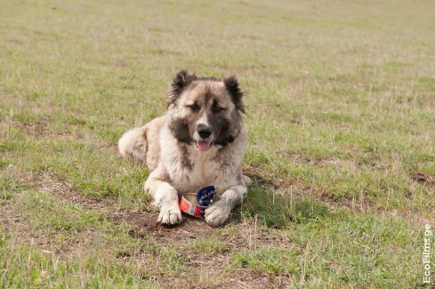 EcoFilms - filming "The Road"