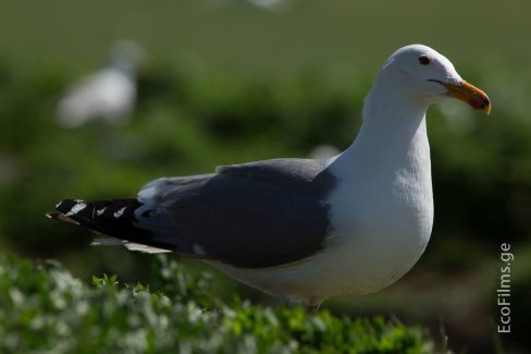EcoFilms - making of Javakheti National Park Advertisement.