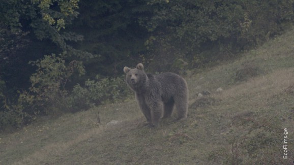 EcoFilms - making of Jara