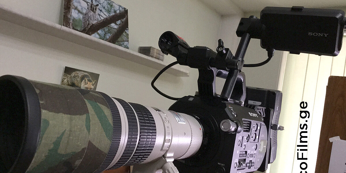 Sony FS7 Canon 400mm Sony FS7 Canon 400mm
